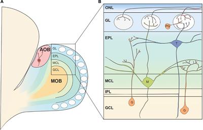 Subpopulations of Projection Neurons in the Olfactory Bulb